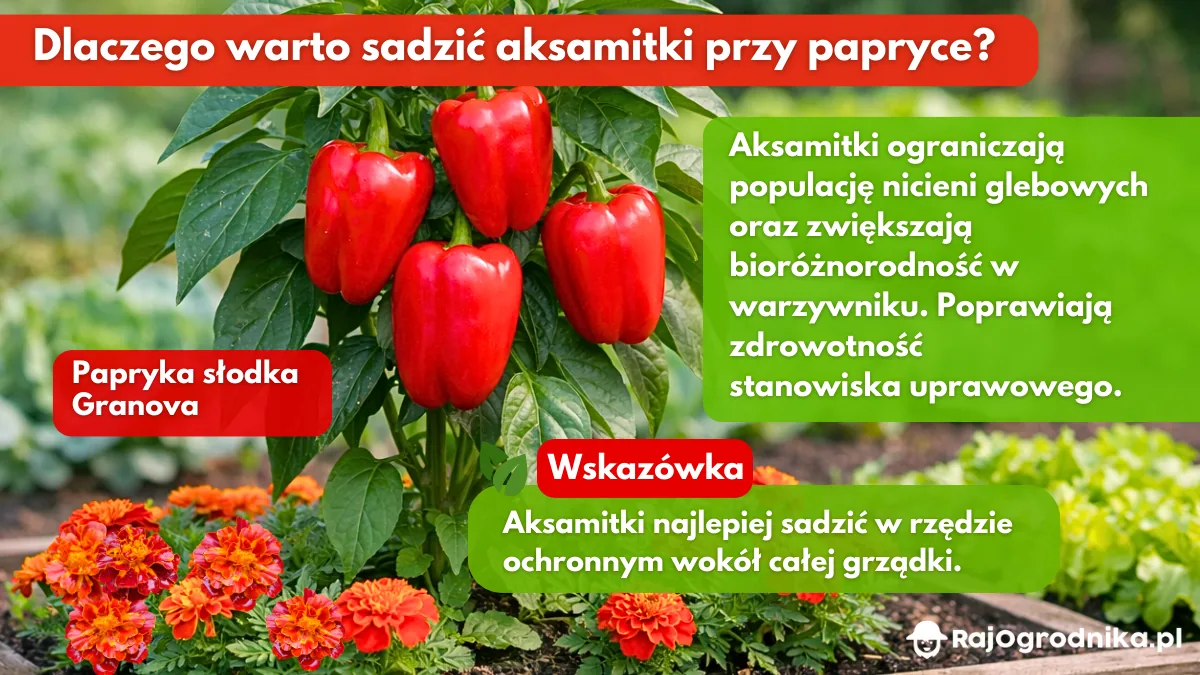 Dlaczego-warto-sadzić-aksamitki-przy-papryce-blog-sklep-rajogrodnika